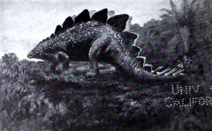 [prehistoric_animals_dinosaurs_stegosaurus.jpg]