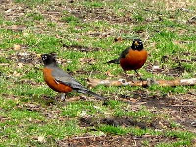 The American Robin (Turdus migratorius)