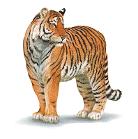 Tiger, Exotic Cats, U. S. Department of Agriculture.
