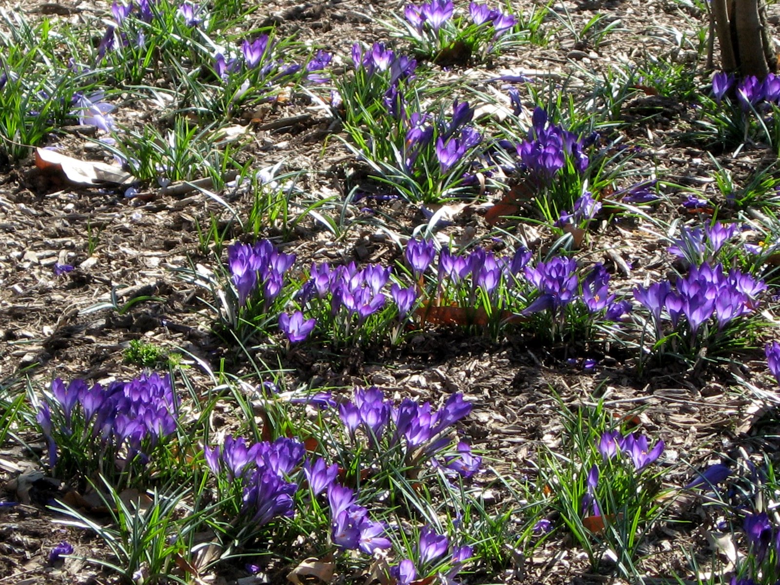 [spring_flowers_purple.jpg]