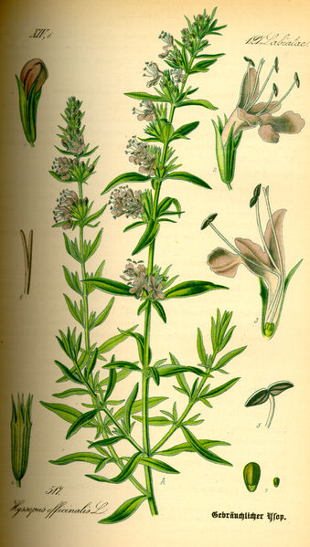 [hyssopus_officinalis.jpg]