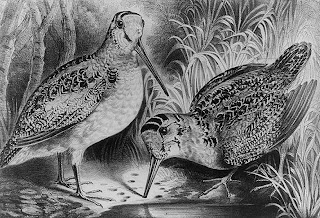 Currier & Ives Woodcock, Credit Line: Library of Congress, Prints & Photographs Division, [reproduction number, LC-USZ62-33175]