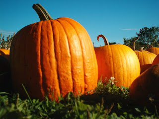 Pumpkins, taken at the Hancock Shaker village.