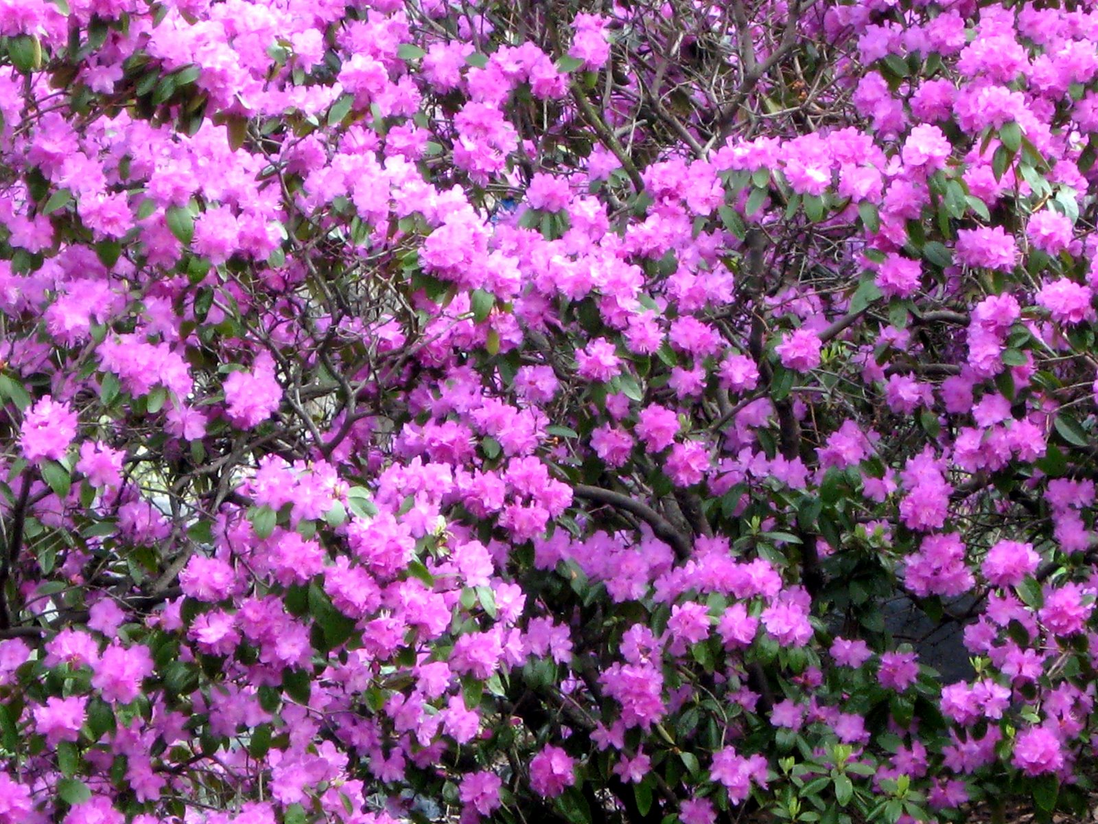 [pink_azaleas_2.jpg]