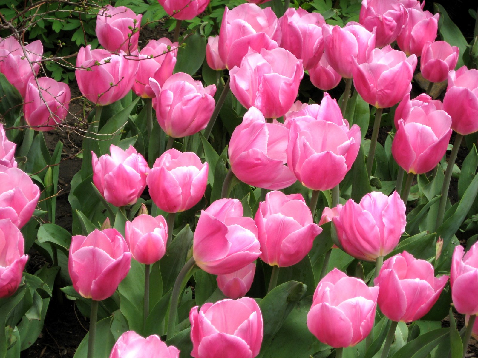 [pink_tulips_2.jpg]