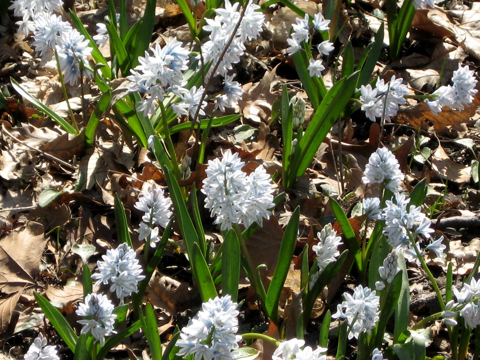 [blue_hyacinth_2.jpg]