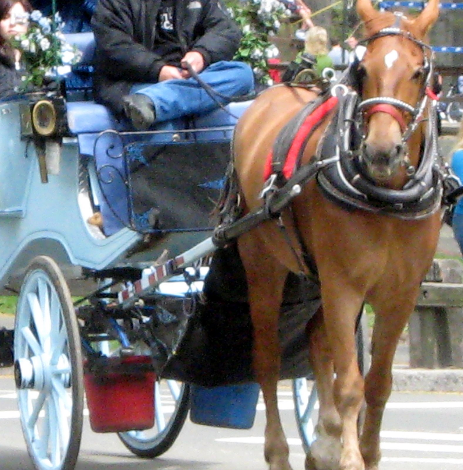 [carriage_horses.jpg]