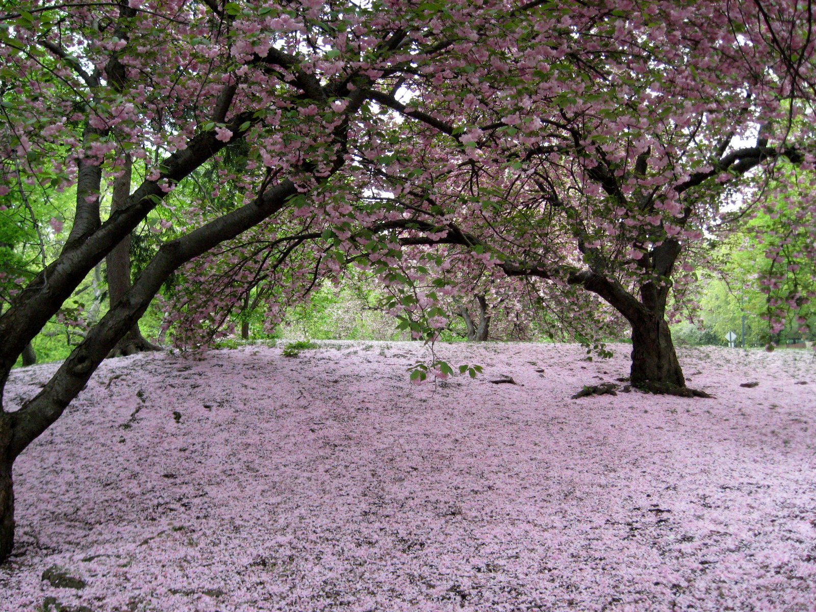 [cherry_blossom_fallen_2.jpg]