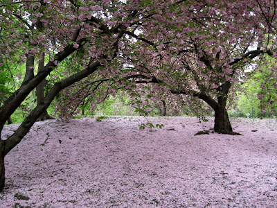 Cherry Trees Blossoms Spring in Central Park