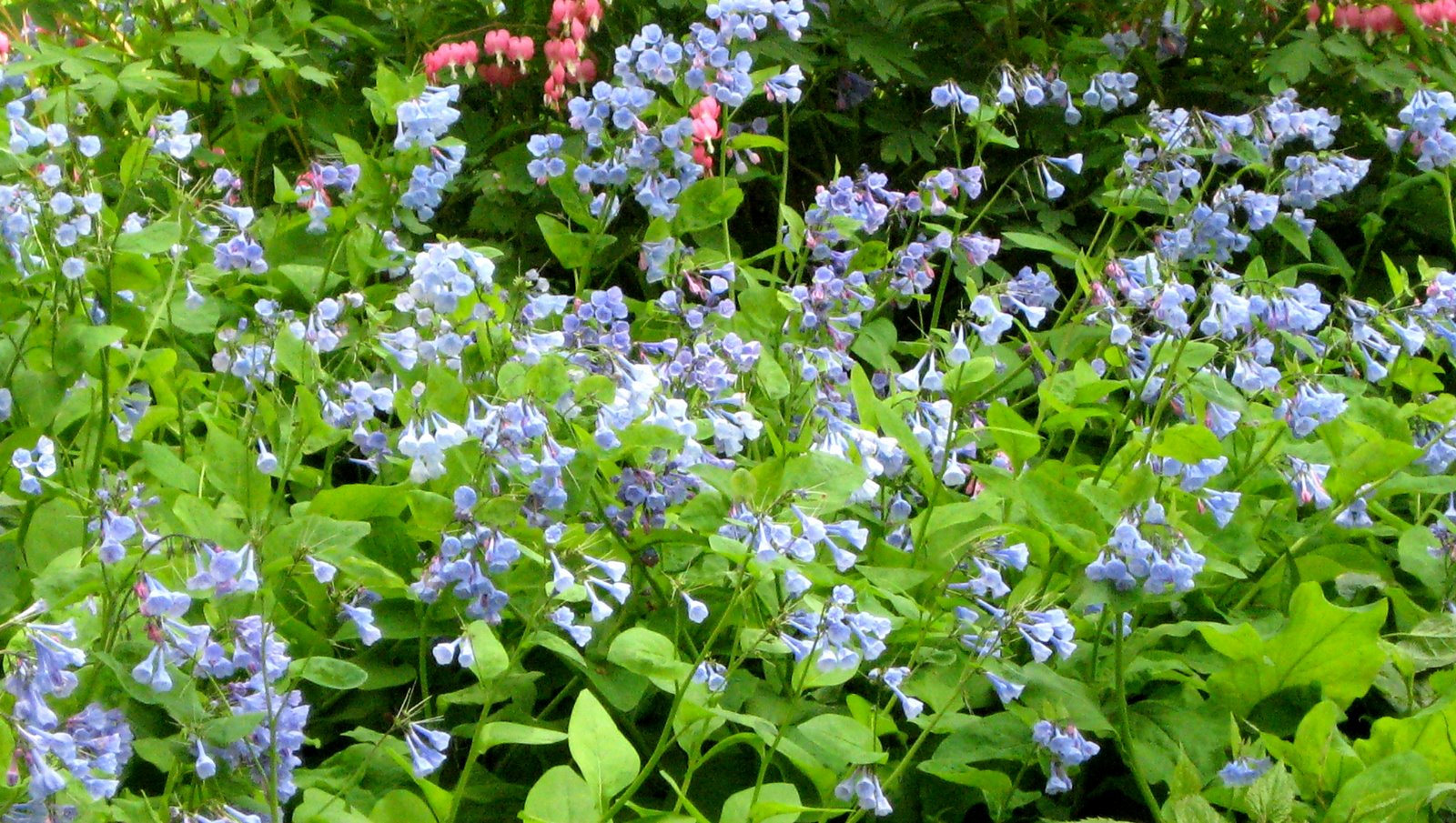 [virginia_bluebells_2.jpg]