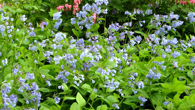 Virginia Bluebell