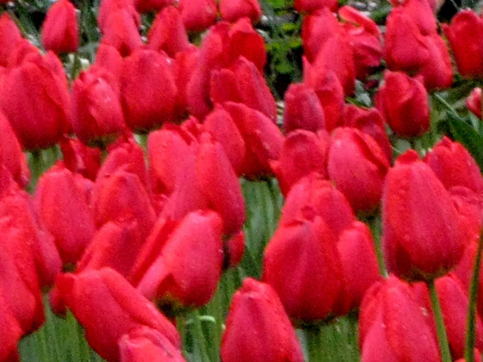 [red_tulips.jpg]
