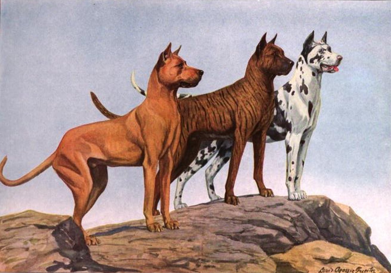 [great_danes.jpg]