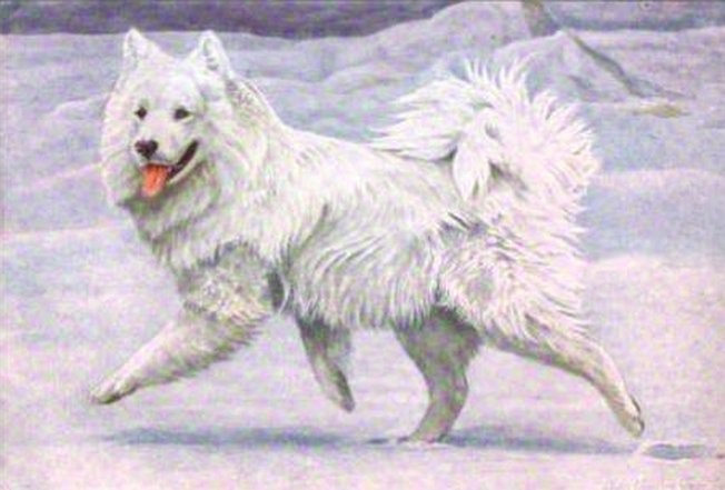 [samoyed.jpg]
