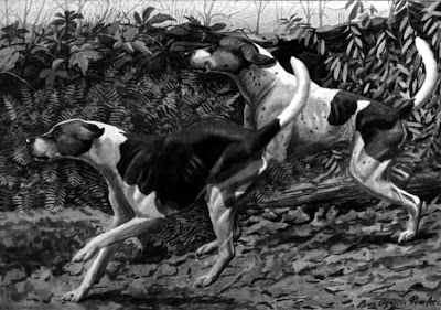 The English and American Foxhound