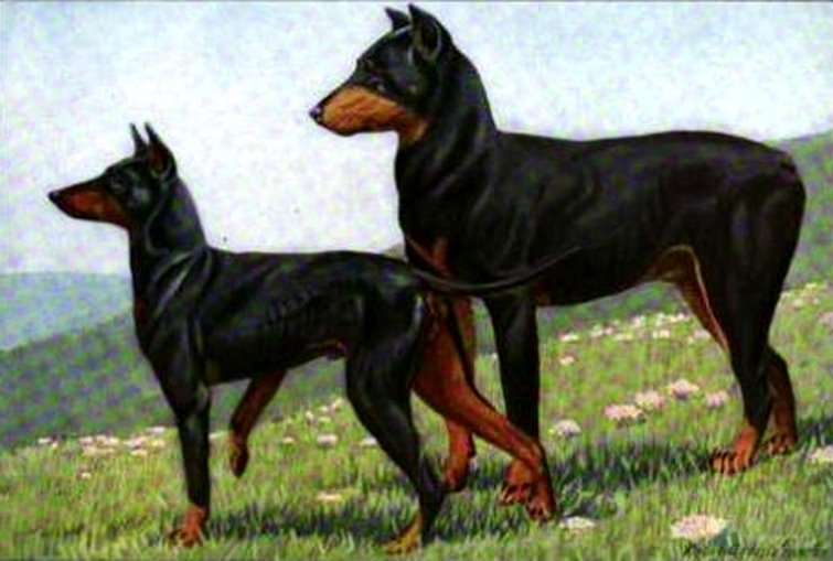 [dobermann.jpg]