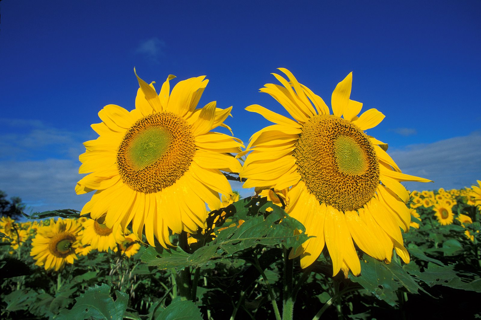 [sunflowers_2.jpg]