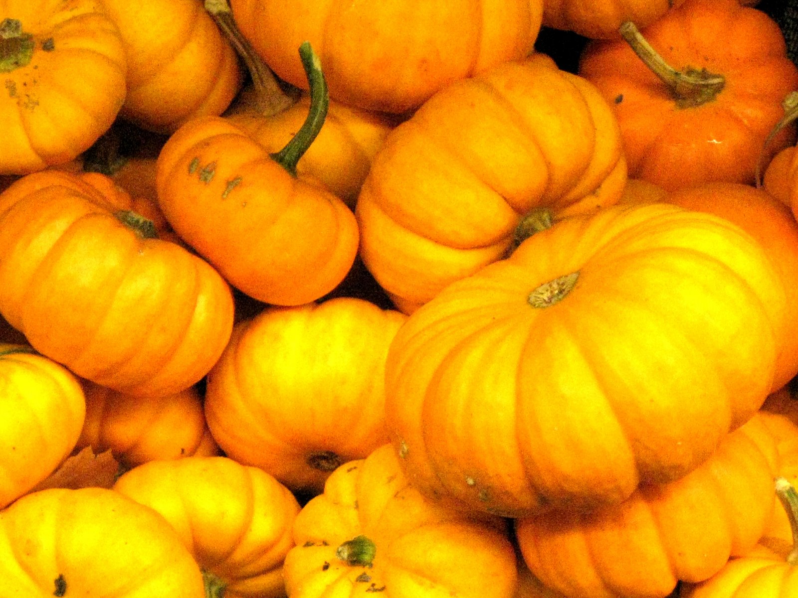 [halloween_harvest_2.jpg]