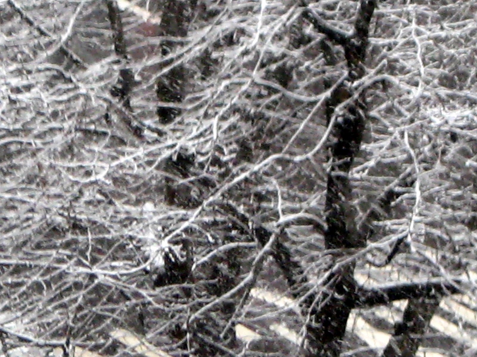 [winter_trees_2.jpg]