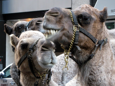 Camels  Radio City Music Hall Christmas Show