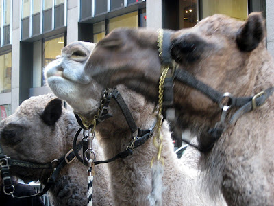 Camels  Radio City Music Hall Christmas Show
