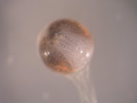 Marmorkrebs embryo