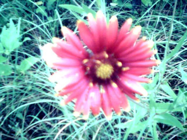 TEXAS WILD FLOWER