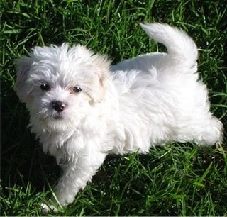 https://3.bp.blogspot.com/_TaS3QuF_xqU/Ss_eicxQGqI/AAAAAAAAAcE/lNG9KjzCxd8/s320/Maltipoo.jpg