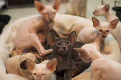 [50peterbald.jpg]