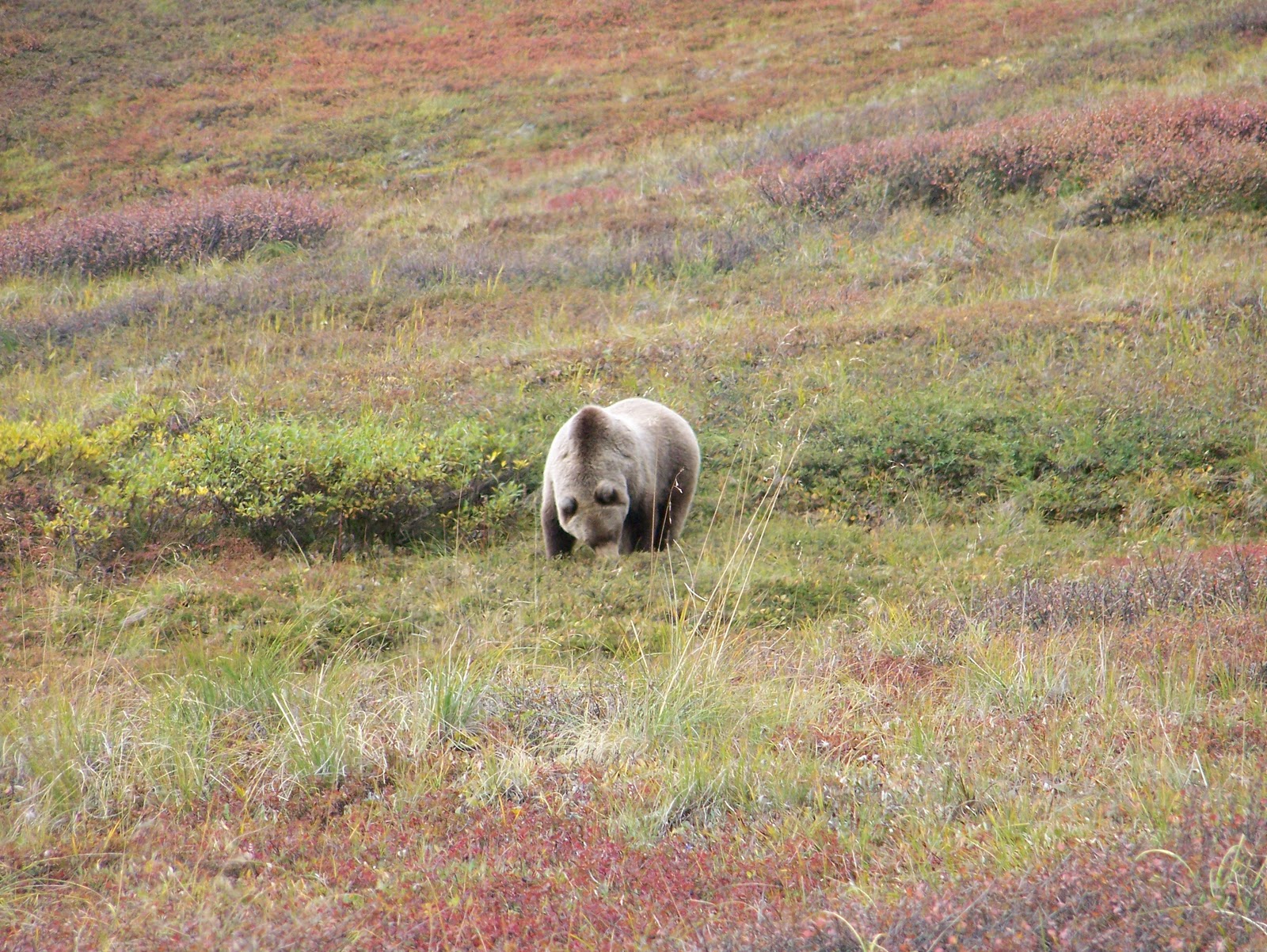 To Behold the Beauty Denali National Park