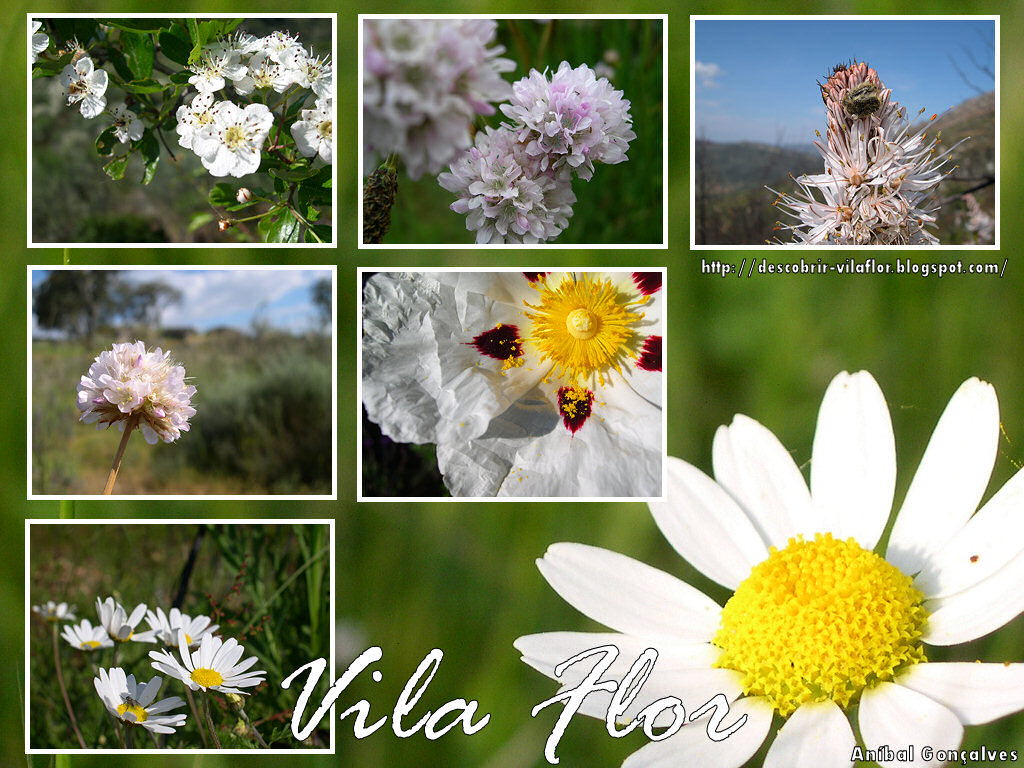 [VilaFlor517.jpg]
