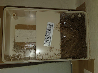 Termite control Sentricon AG Bait Station Before Add Bait