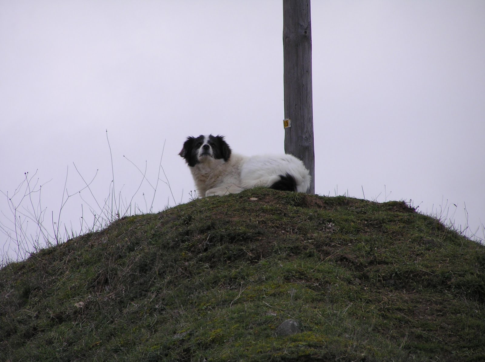 [guard+dog+on+hill+(3).JPG]