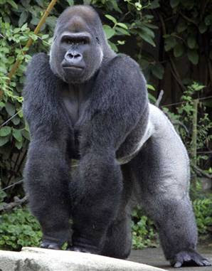Gorilla.jpg