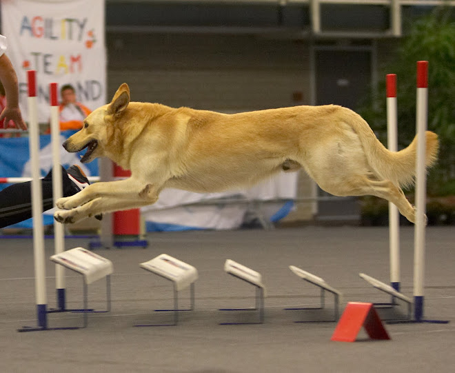 long jump-Mirko at agility
