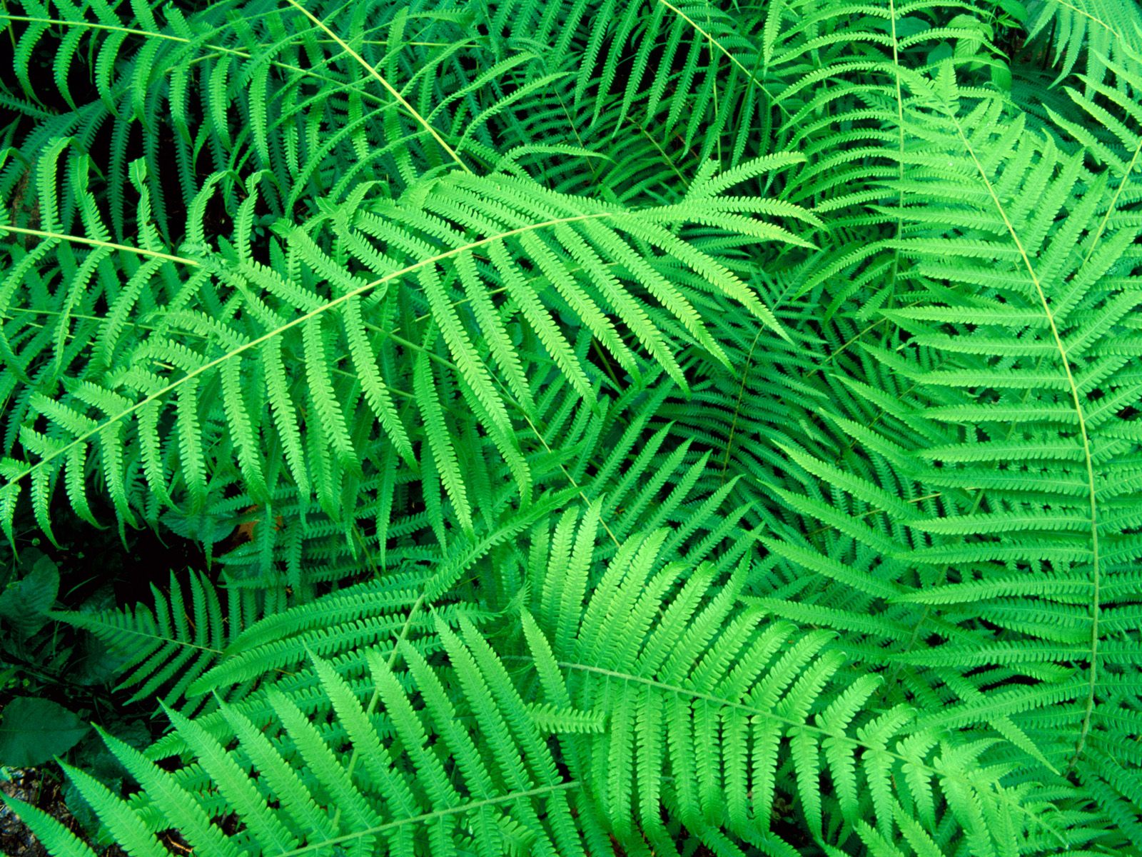 Ferns Plants Pictures Wallpapers HD Wallpapers Download Free Map Images Wallpaper [wallpaper376.blogspot.com]