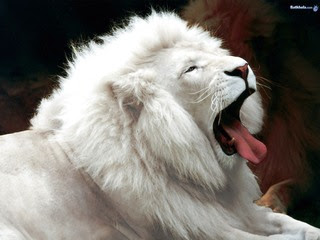 Beautiful White Albino Lion Poster