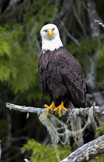 Image of an eagle