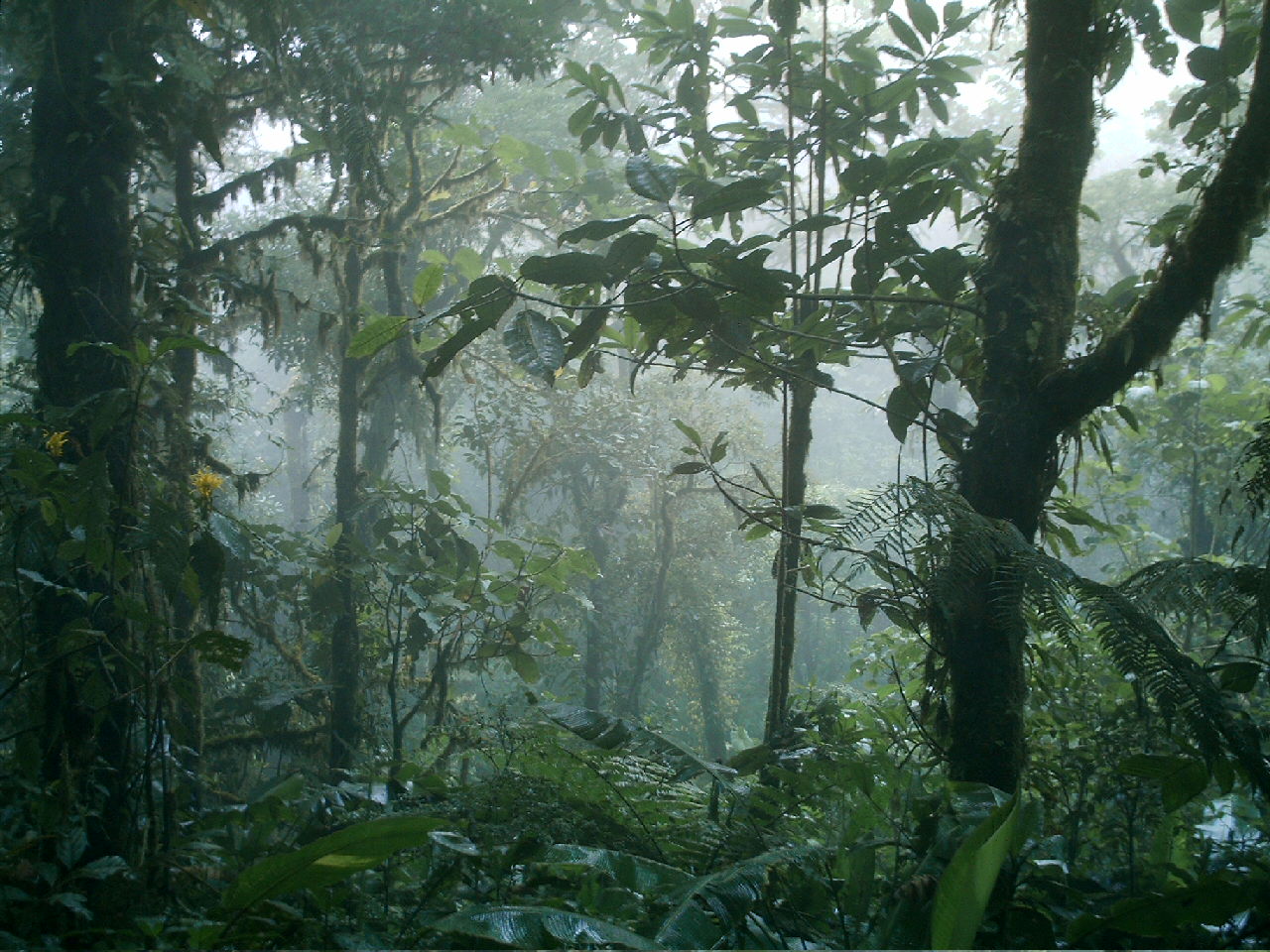 [Costa+Rica+-+Monteverde+cloud+forest.jpg]