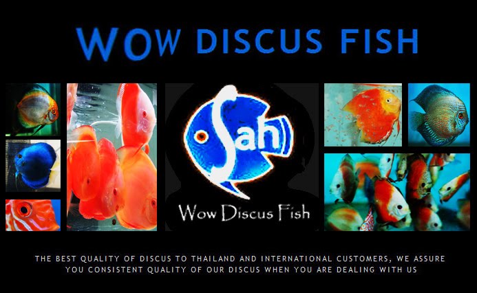 Wow Discus Tips