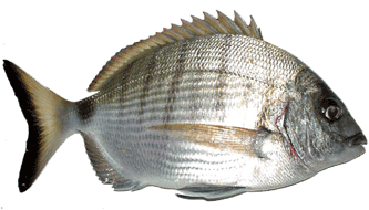 Sargo asado crema zanahoria pimiento rojo