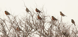 robins winter flock birds york flying american during edge nature brief rest taking keep again before