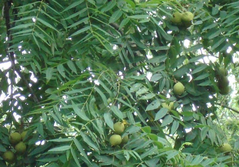 ANDY'S PLACE... Can somebody tell me what kind of tree this is? (UPDATED!)