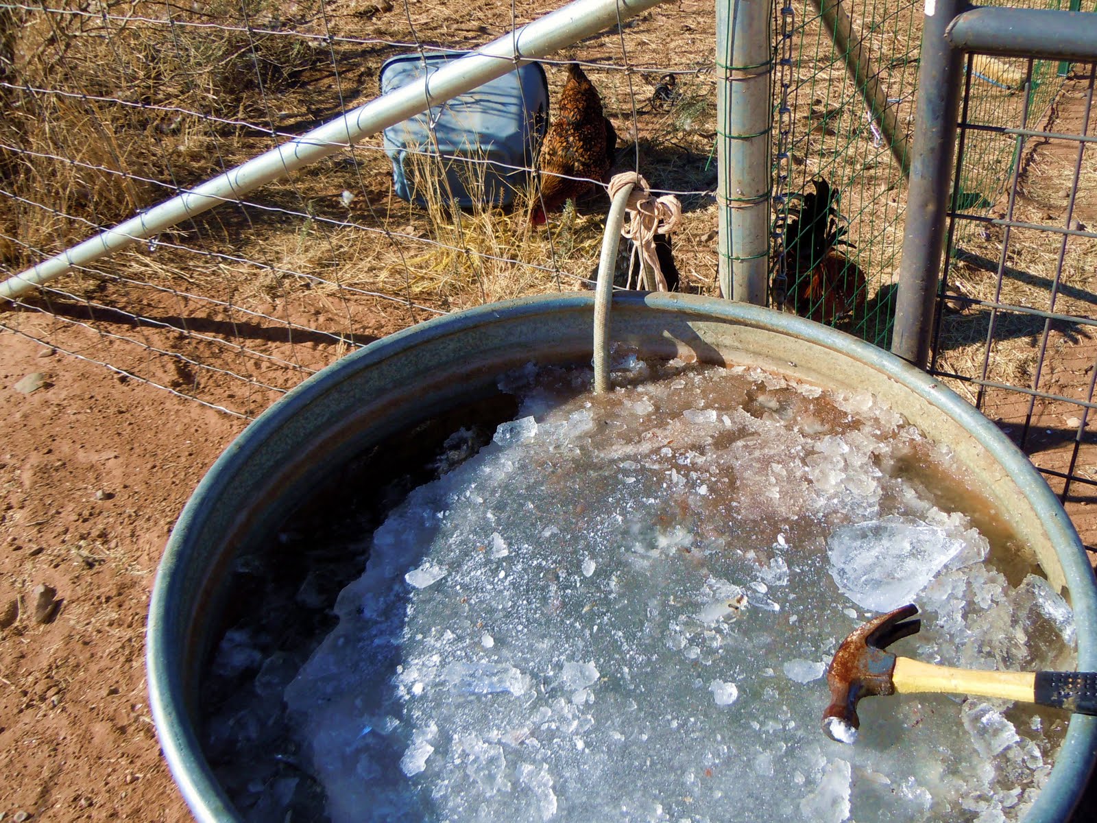 WonkyGirls Journal What a Frozen Week For AZ