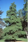 Cedrus deodara plant