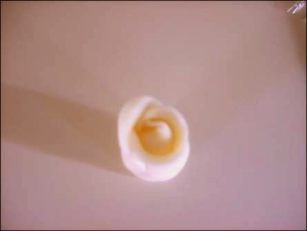 [mamerose11.tif.jpg]