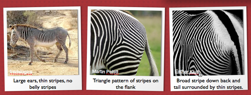 I Spy Animals: The Triangle Zebra