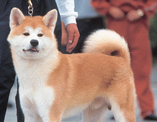 akita_inu2.jpg
