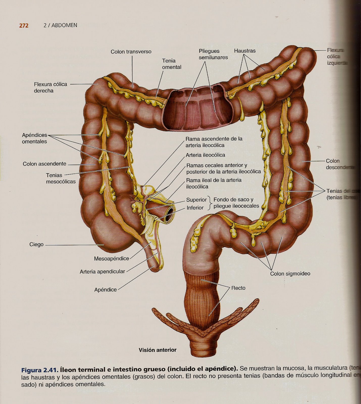 Анатомия и топография Толстого кишечника