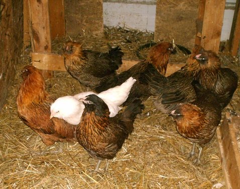 Fletcher Three Oaks: Chickens Ameraucana, Easter Eggers and Black Sex Link